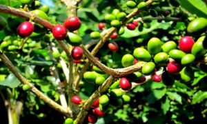 origini-caffe