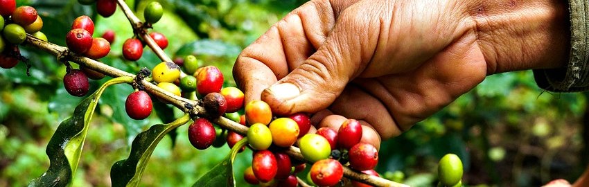 Raccolta del Caffè : i metodi di raccolta utilizzati