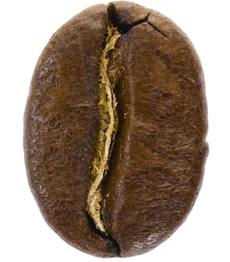 caffe-robusta-0
